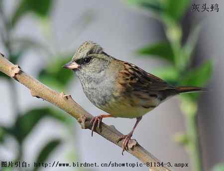 谈谈几种常见的鹀