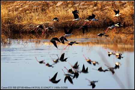 黑翅长脚鹬 向海自然保护区