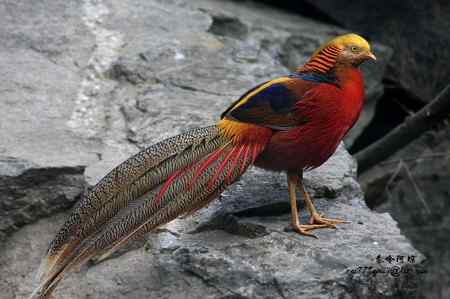 下午5点以后去找“鸡”