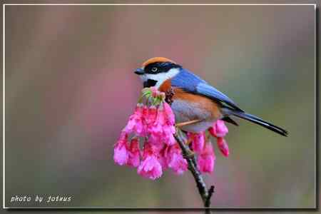 阿里山上的紅頭山雀 阿里山上的紅頭山雀