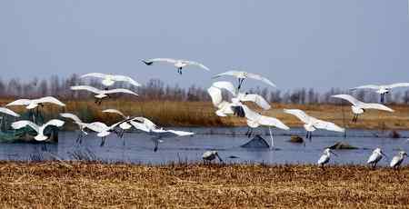 琵琶鹭及侯鸟已飞回向海