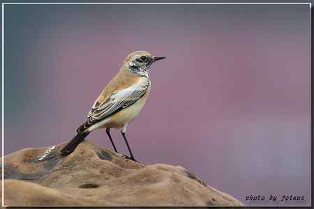 漠即鳥 台湾迷鸟 漠即鳥 台湾迷鸟