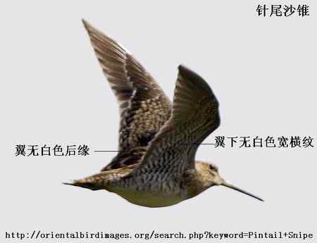 扇尾沙锥和针尾沙锥主要区别