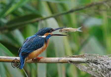 鱼儿飞到口中来