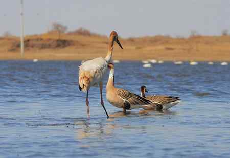 白鹤与鸿雁 有惊无险
