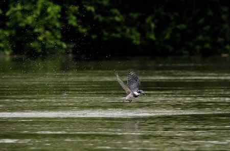 崖沙燕和冠鱼狗