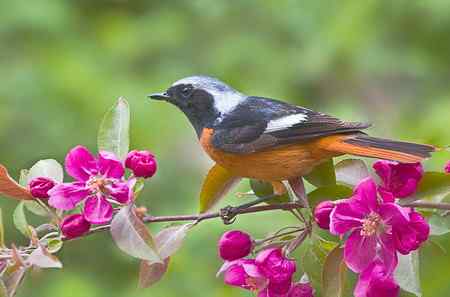 北红(北红尾鸲)恋海棠