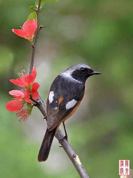 姹紫嫣红中的鸟儿