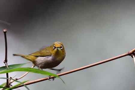 中山大学里的绣眼