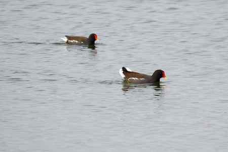 黑水鸡将爱情进行到底