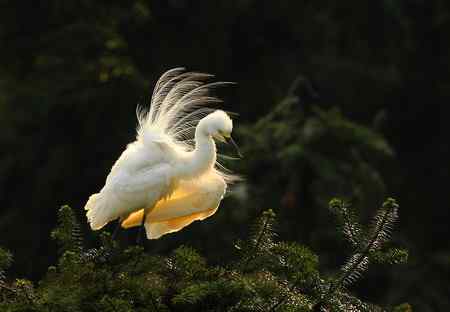 漂亮的繁殖羽,快乐的单身汉 漂亮的繁殖羽,快乐的单身汉