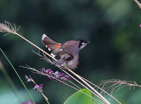 母子俩－－小鹎