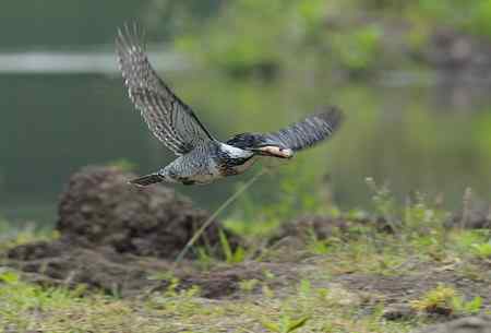 崖沙燕和冠鱼狗