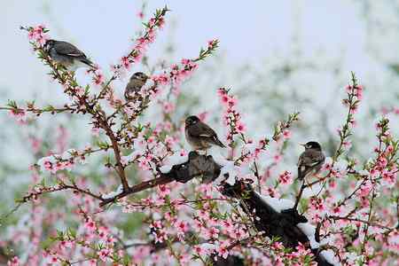 桃花雪后拍鸟忙