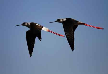 一组黑翅长脚鹬