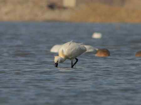 琵琶鹭 摄于科尔沁草原