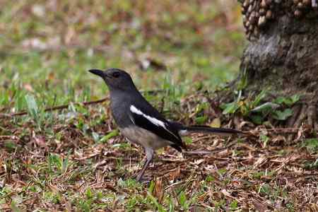 杂片：地上站立的鸟