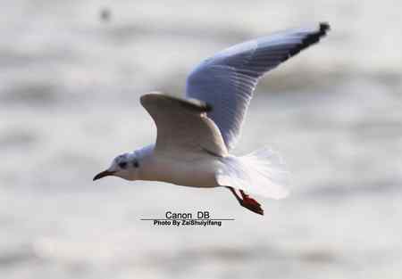 北戴河的海鷗越來越多……