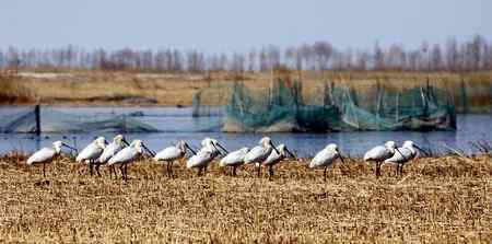 琵琶鹭及侯鸟已飞回向海