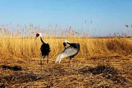 白枕鹤呼唤春意