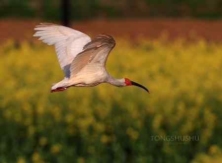 朱鹮翱翔于蓝天之上，穿梭于花海之间！