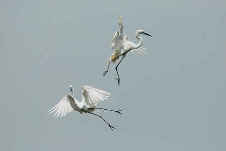 空中芭蕾舞    大白鹭