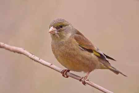 门前又来金翅 北红