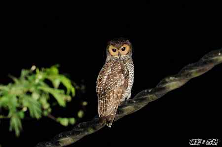 西馬观鸟行 西馬观鸟行