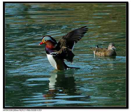 鸳鸯湖  恩爱夫妻版