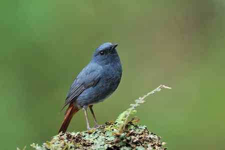 台湾 紅尾水鴝 台湾 紅尾水鴝