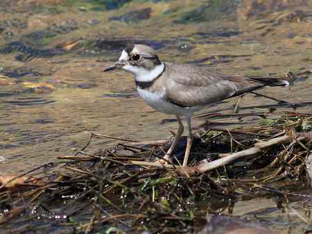 请教鸟名：水鹨还是黄腹鹨？