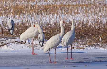 阳春三月莅临盘锦的白鹤