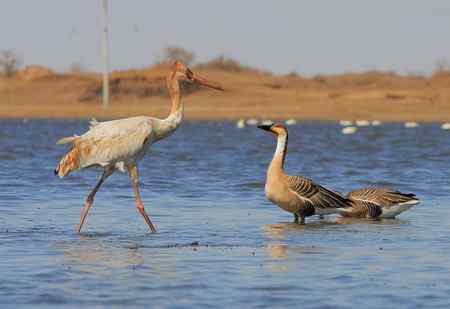 白鹤与鸿雁 有惊无险