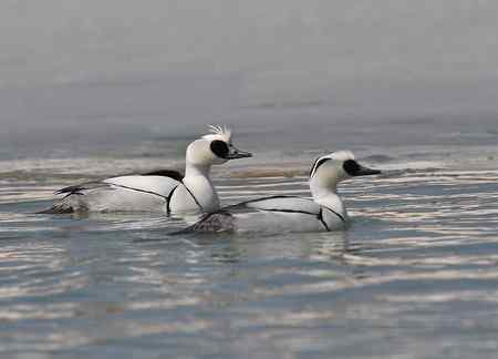 白秋沙鸭照片多张