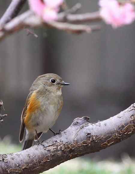 花枝上的靓女俊男（雌雄红胁蓝尾鸲）