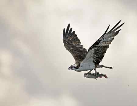 鱼鹰小集（Osprey）