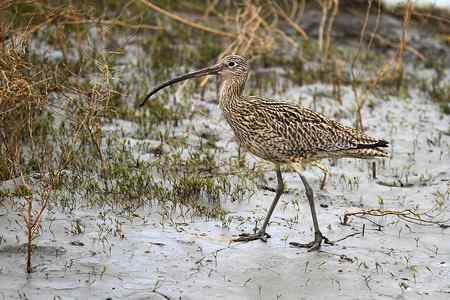 喜见当年大勺鹬