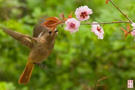 花开引得鸟儿来