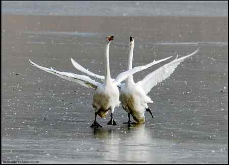 三门峡天鹅   双飞