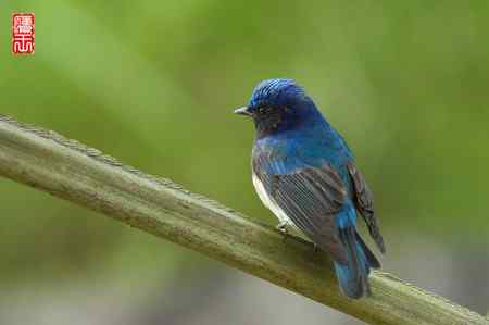 白腹和黄眉姬翁