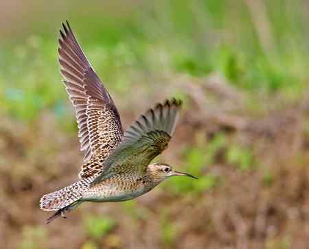 小杓鷸 上海的罕见贵客