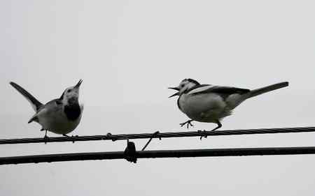 电线上的白鹡鸰