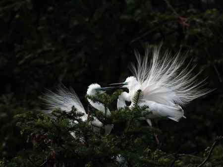 激情象山--白鹭篇（—）