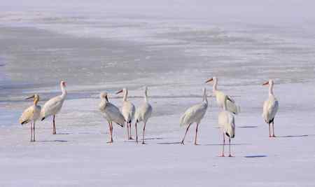 阳春三月莅临盘锦的白鹤