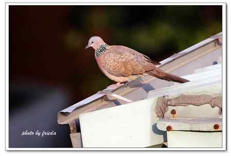 随团出游在台湾拍的鸟