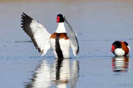 翘鼻麻鸭的故事