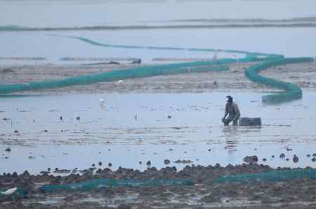 不吐不快：深圳红树林 不和谐