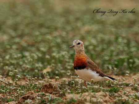 东方鸻 重庆咔嚓作品