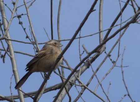 请教两种鸟名：三道眉草鹀？