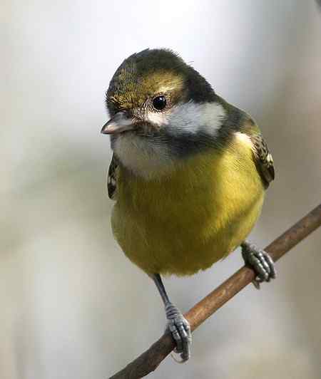 黄腹山雀高清晰照片一组